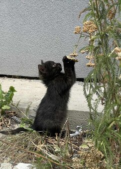 🐾 Dve zachránené mačičky hľadajú spoločný domov 🐾 - 6