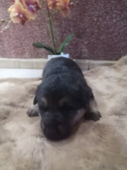 nemecky ovčiak šteniatka - 6