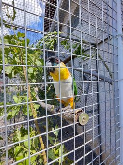 Amazonik čiernotemenný - 6