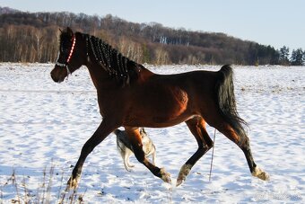 Pripúšťanie arabský plnokrvník - 6