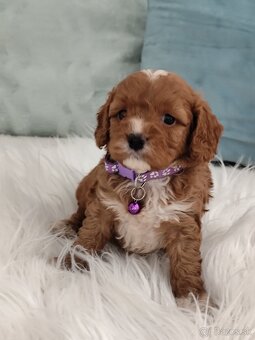 Cavapoo - 6