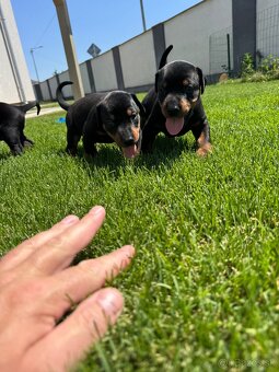 Dobermann - 6