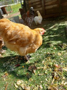 Brahmanka velka porcelanova, Orpingtonka - 6