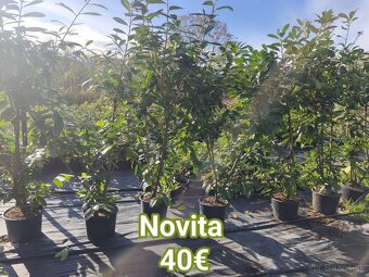 Vavrinovec cervienka - 6