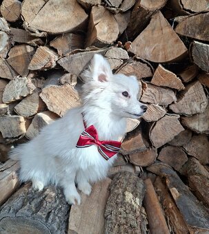 Slečna v trpasličom špici. - 6