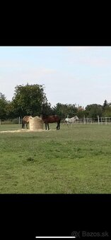 Ponúkam ustajnenie - 6