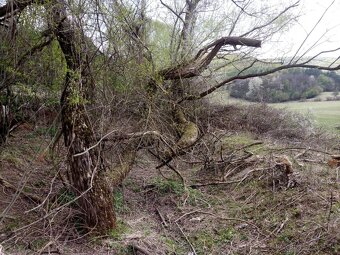 Rizikové pílenie stromov - 6