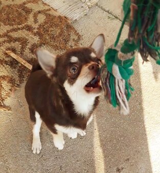 Čivava čokoládová  ‐    fenka - 6