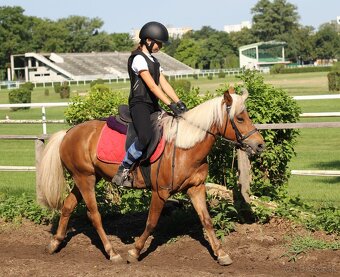 Predám pony kobylku - 6