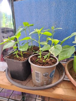 Predám priesady chilli papričiek - 6