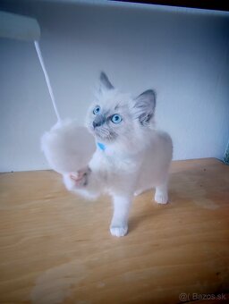 Predám Ragdoll - 6