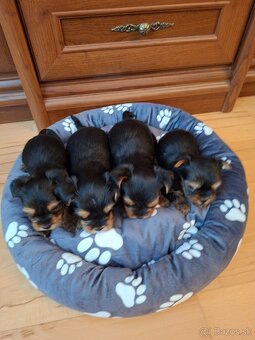 Yorkshirsky terier York - 6