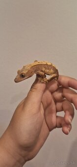 Pagekon riasnatý ( Correlophus ciliatus) - 6