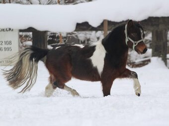 Belgický miniatúrny poník - 6