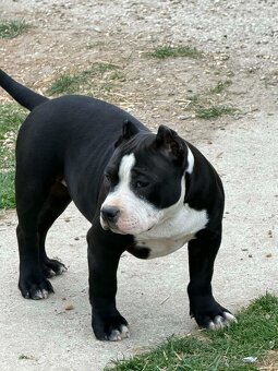 Na predaj American Bully - 6