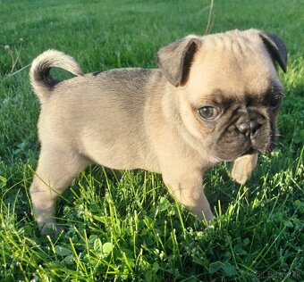 Šteniatka mops X francúzsky buldog - 6