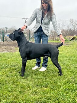 Pes Cane corso na krytie - Elthario - 6