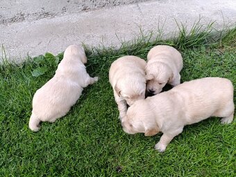 Zlatý retriever šteniatka - 6