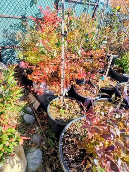 Predám Broskyňa , Marhuľa , Jabloň , Slivka , Hruška, Višňa. - 6