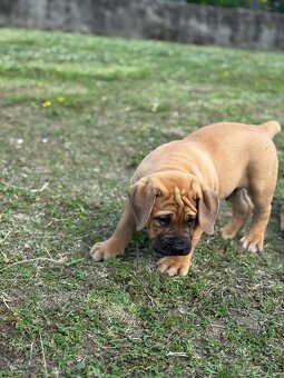 Boerboel - štěňátko pejsek - 6