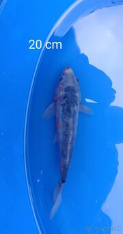 Koi kapor japan - 6