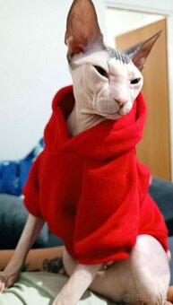 Don sphynx s PP- rodokmeňom - 6