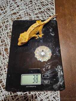 Samičky Pagekona riasnateho - 6