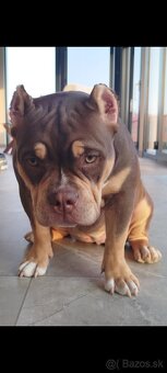 American bully Pocket / Standard s PP - 6