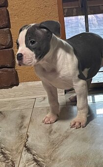 Americký stafordšírsky teriér, Staford - 6