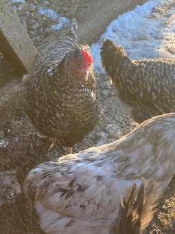 Araukana kohut 5 kusov - 6