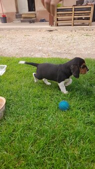 Beagle - 6