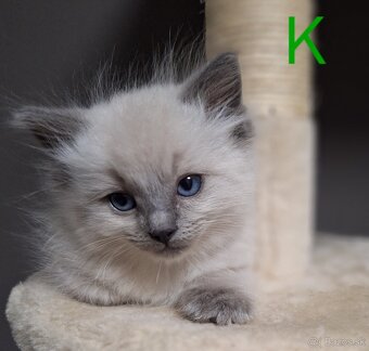 Ragdoll mačiatka - 6