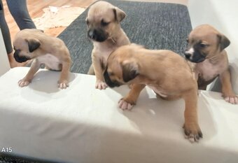 American bully XXL - 6