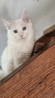 Mainské mývalie mačiatka s rodokmeňom.
- 6