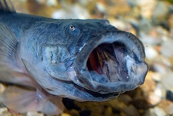 arapaima gigas+mix - 6