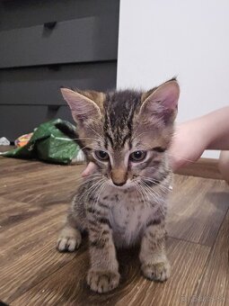 Mačiatka na adopciu - 6