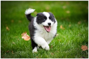 Border Collie Border Kolia s PP FCI - 6