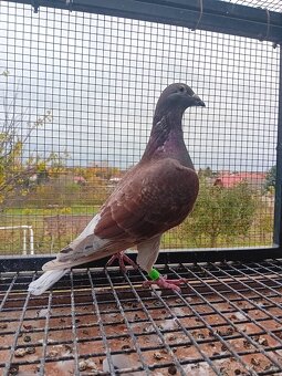 Poštové holuby - 6