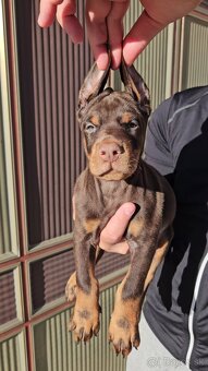KUPIROVANÉ ŠTENIATKA DOBERMANA S PP FCI - 6
