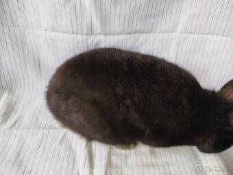 Zakrslý králik - 6