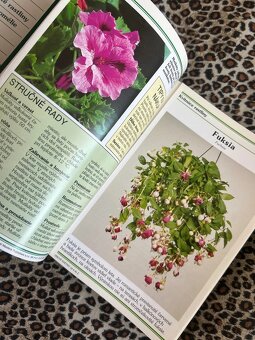 Izbové kvetiny od A do Z - 6