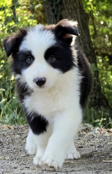 Border Collie, kolia - 6