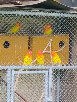 Agapornis - 6