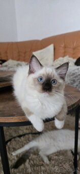 Ragdoll mačiatka s PP - 6