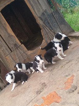 Šteniatka Bordel kolia - 6