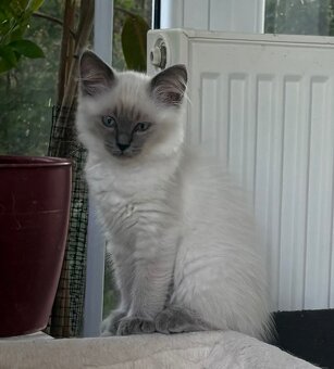 Ragdoll mačiatka s PP - 6