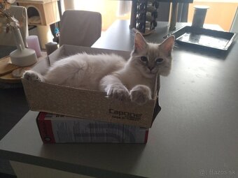 Ragdoll bez PP - 6
