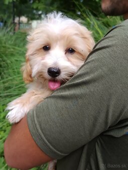 Maltipoo - 6