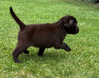 Labradorský retriever čokoláda - štěňátka s Průkazem Původu - 6