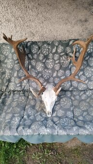 Predám trofej strieborný Daniel.  Parožie zhody trofeje. - 6